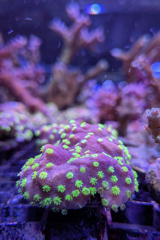 (RSCF) Montipora australiensis Coral WYSIWYG
