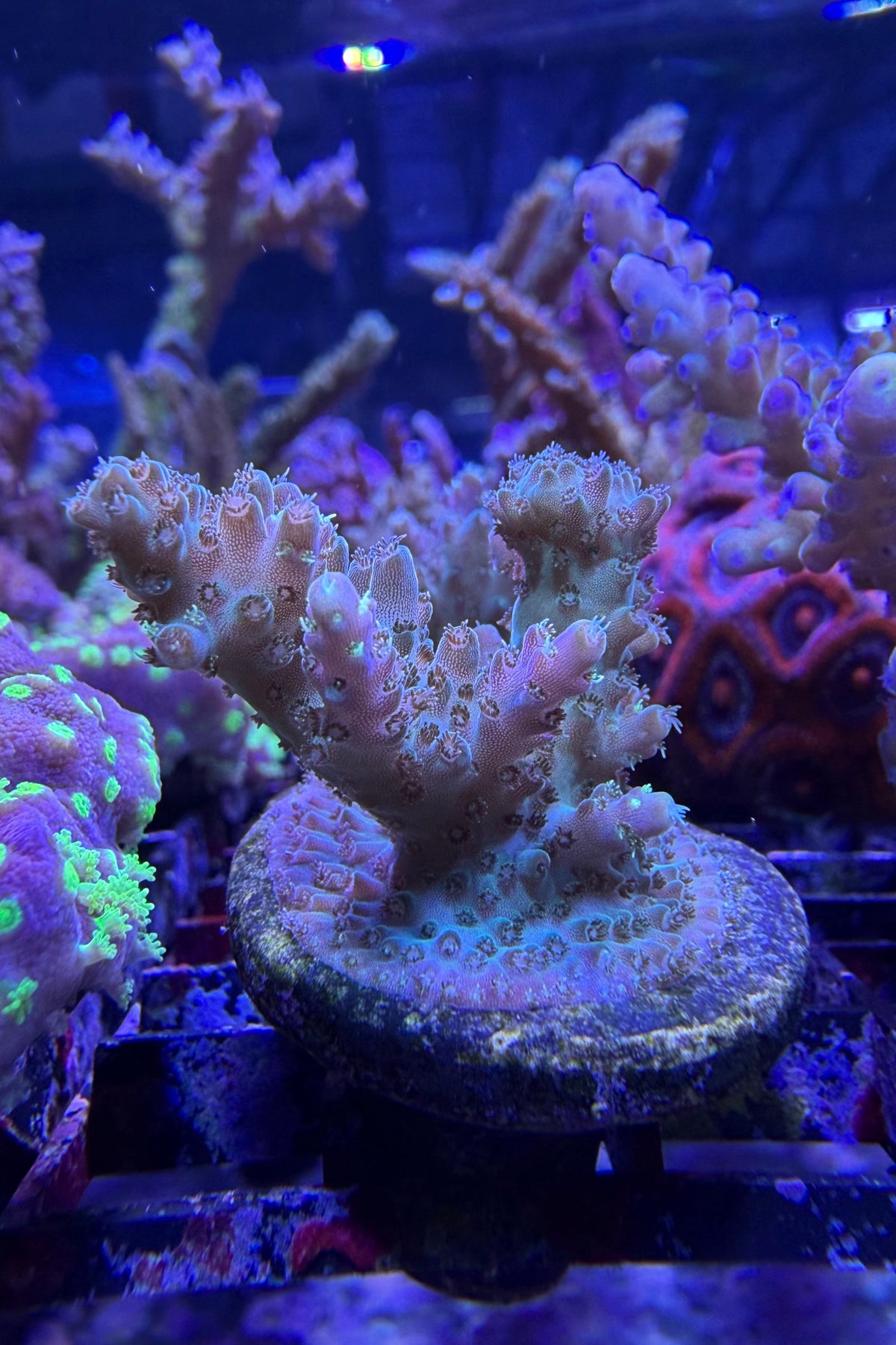 (RSCF) Northern Lights Acropora Coral WYSIWYG