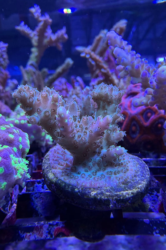 (RSCF) Northern Lights Acropora Coral WYSIWYG