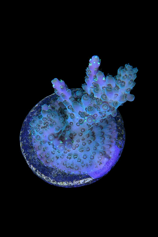 (RSCF) Northern Lights Acropora Coral WYSIWYG