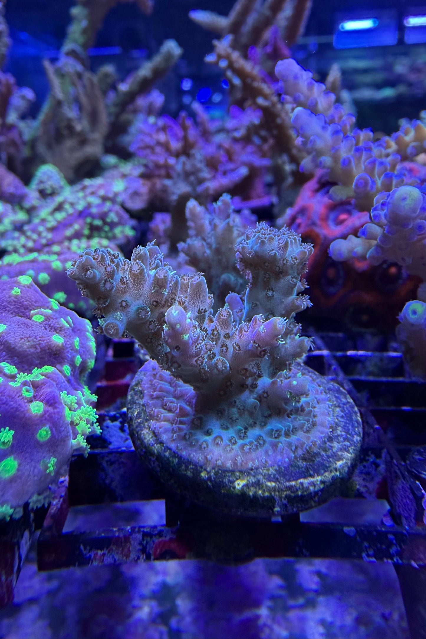 (RSCF) Northern Lights Acropora Coral WYSIWYG