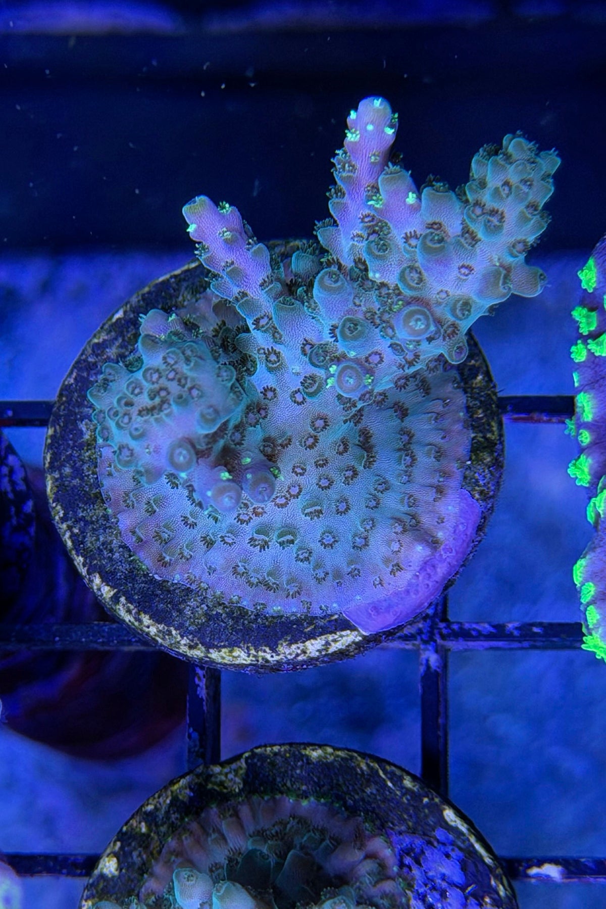 (RSCF) Northern Lights Acropora Coral WYSIWYG