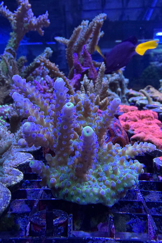 (RSCF) Blueberry (Yellow Tip) Acropora Coral WYSIWYG