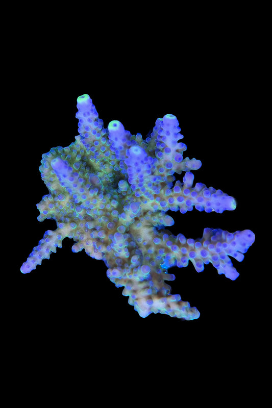 (RSCF) Blueberry (Yellow Tip) Acropora Coral WYSIWYG