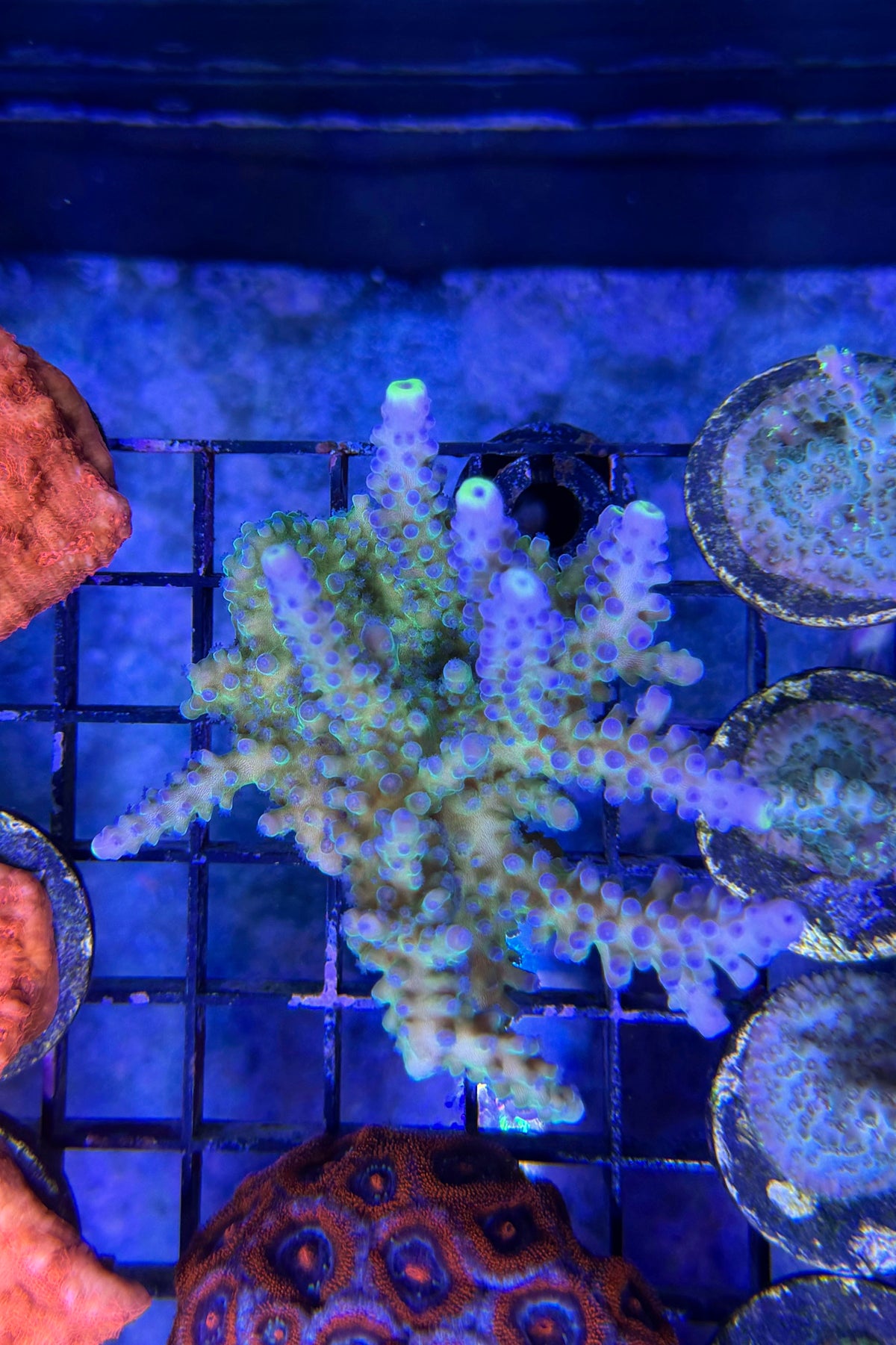 (RSCF) Blueberry (Yellow Tip) Acropora Coral WYSIWYG