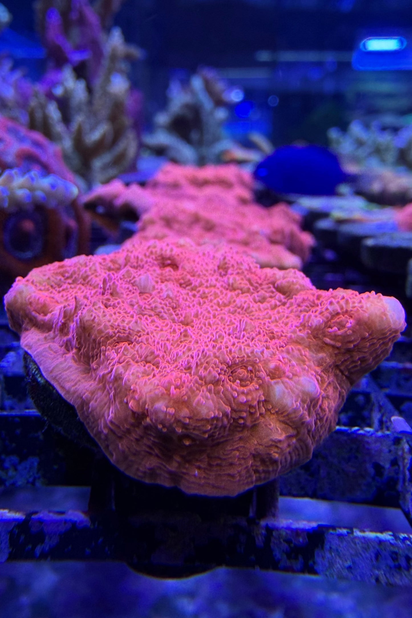 (RSCF) Blood Red Chalice Coral WYSIWYG