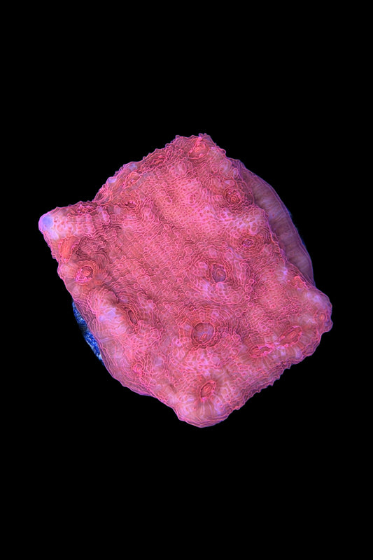 (RSCF) Blood Red Chalice Coral WYSIWYG