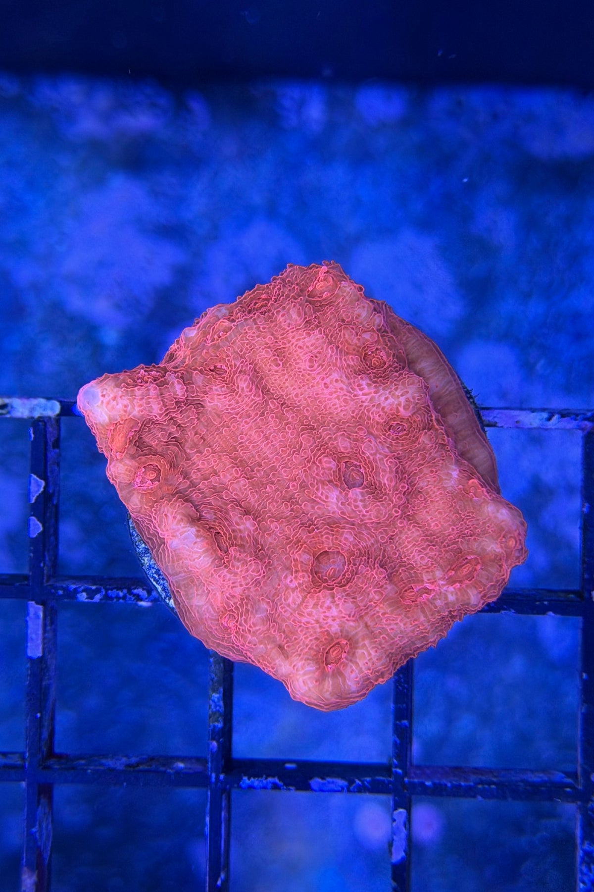 (RSCF) Blood Red Chalice Coral WYSIWYG