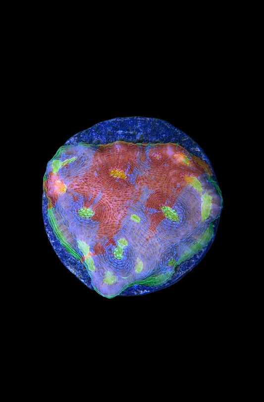 (RSCF) Flaming Bugatti Chalice Coral WYSIWYG