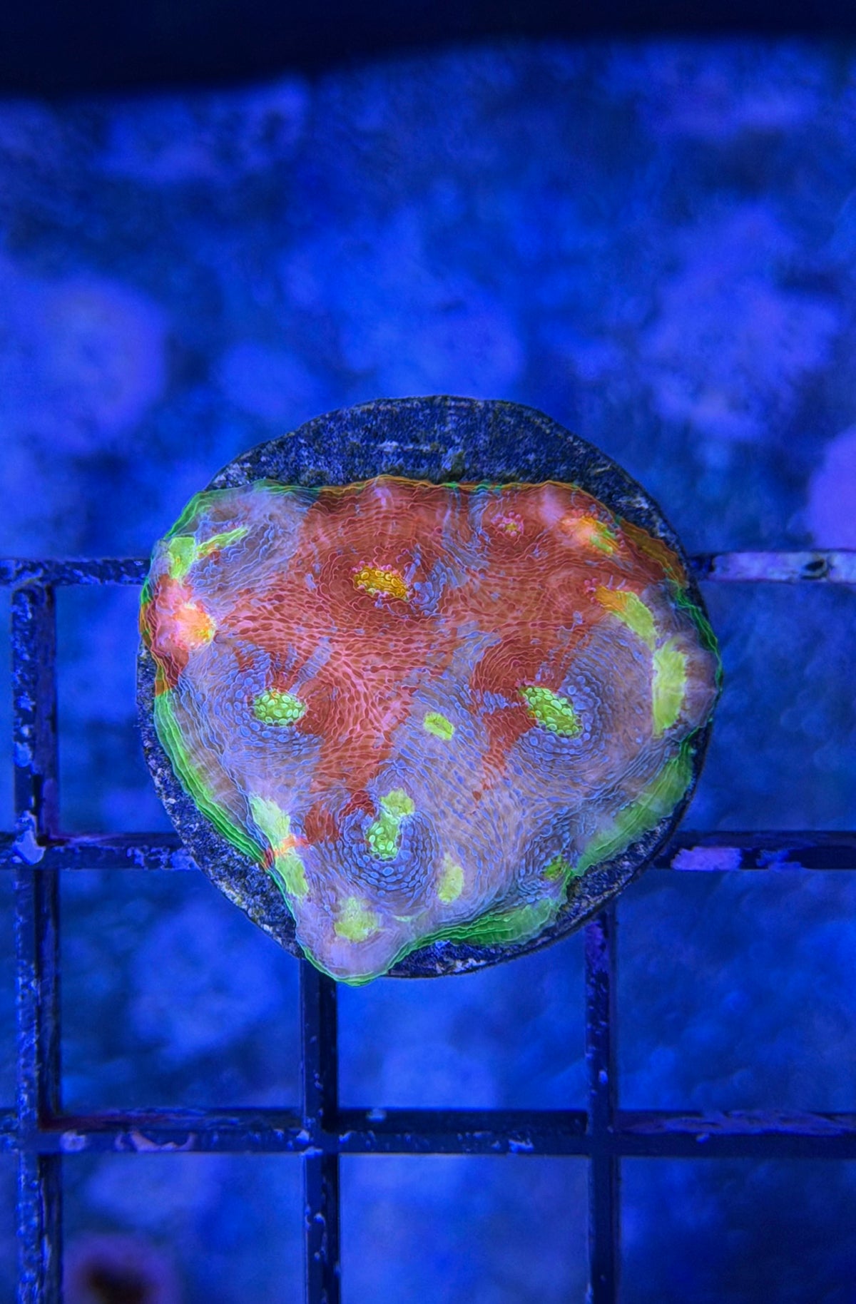 (RSCF) Flaming Bugatti Chalice Coral WYSIWYG