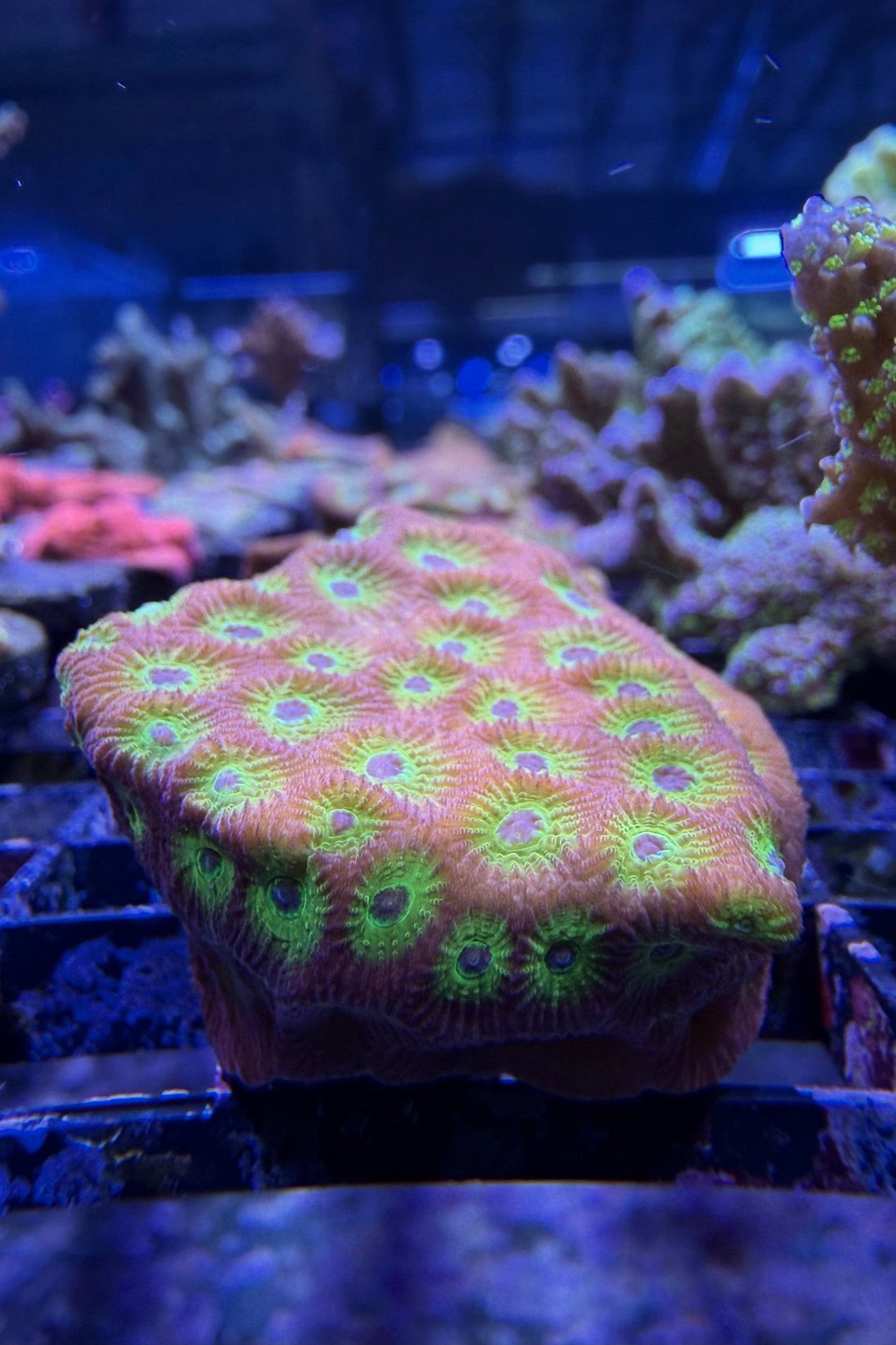 (RSCF) Flame Boi Favia Coral WYSIWG