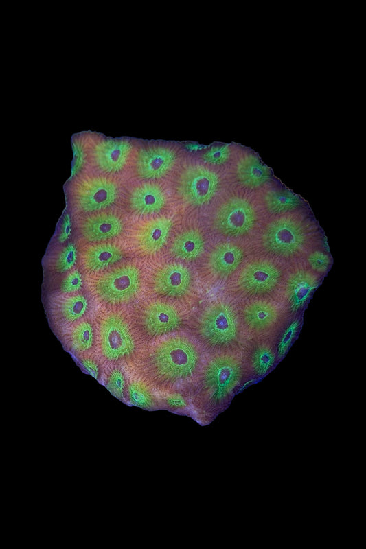 (RSCF) Flame Boi Favia Coral WYSIWG