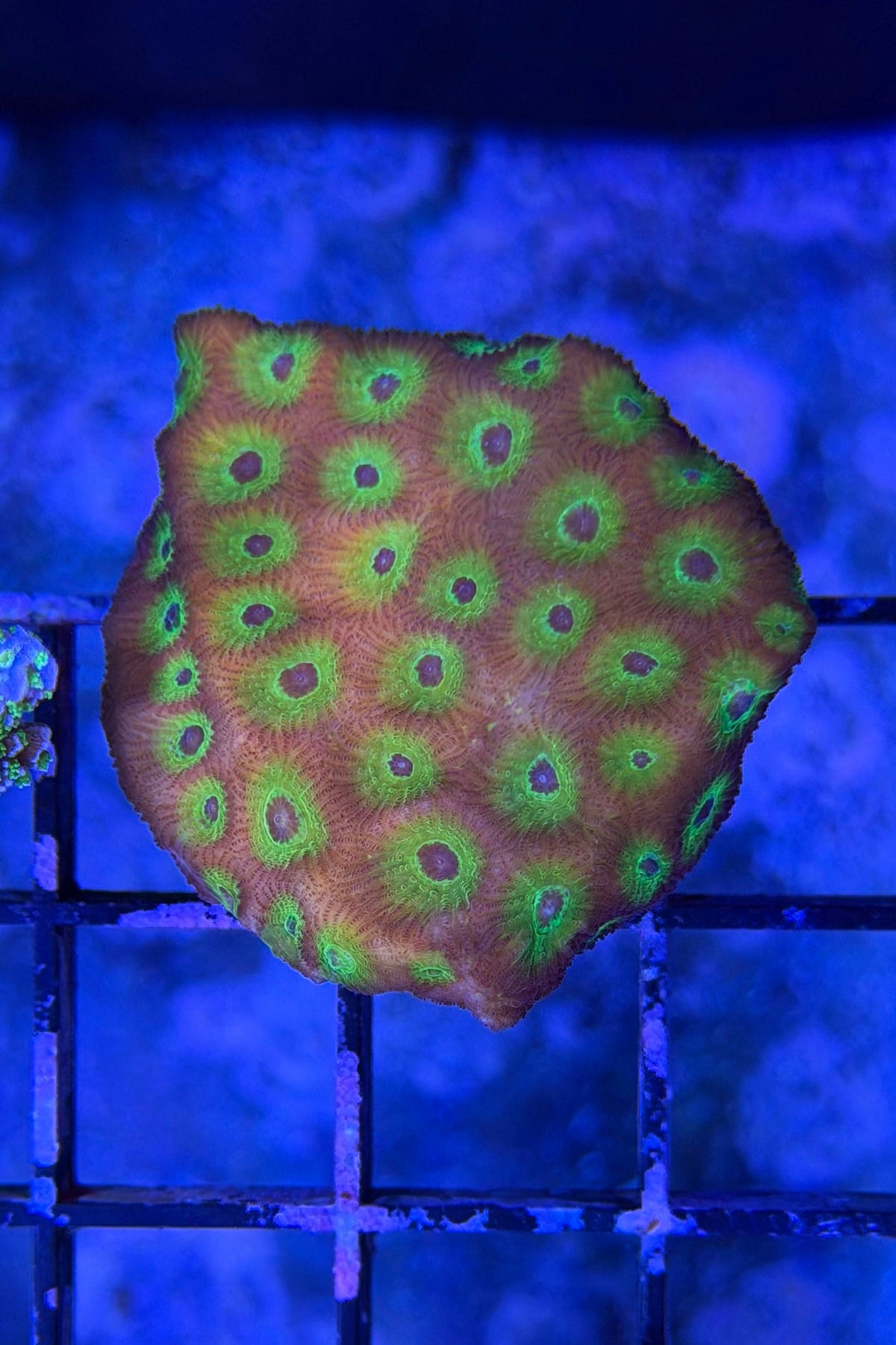 (RSCF) Flame Boi Favia Coral WYSIWG