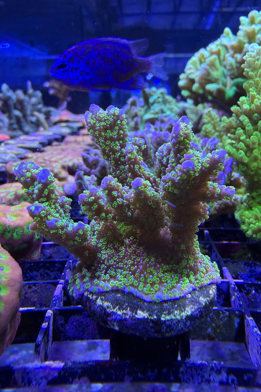 (RSCF) Montipora stellata Coral WYSIWYG