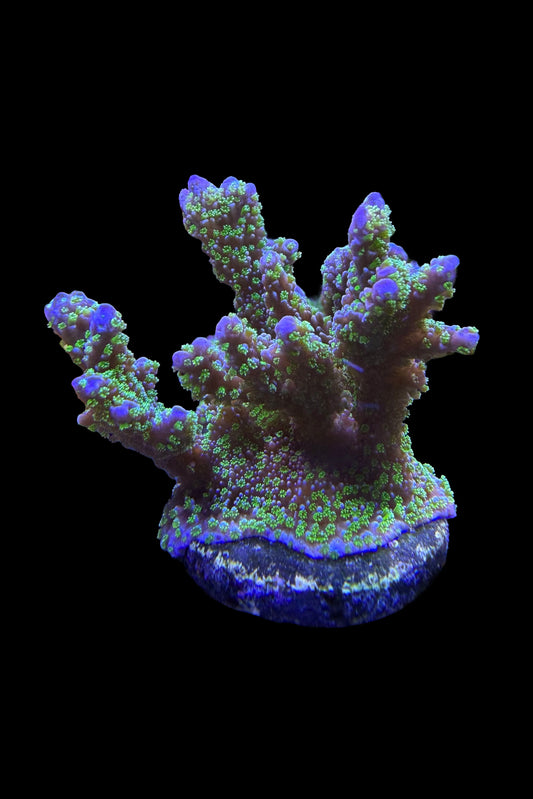 (RSCF) Montipora stellata Coral WYSIWYG
