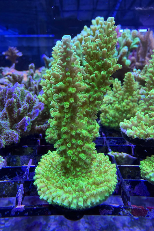 (RSCF) Green Slimer Acropora yongei Coral WYSIWYG