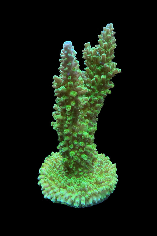 (RSCF) Green Slimer Acropora yongei Coral WYSIWYG