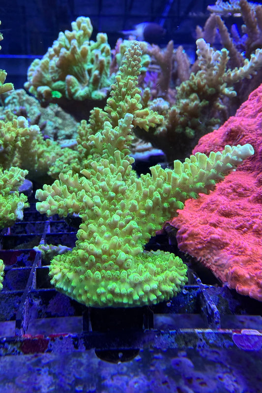 (RSCF) Green Slimer Acropora yongei Coral WYSIWYG