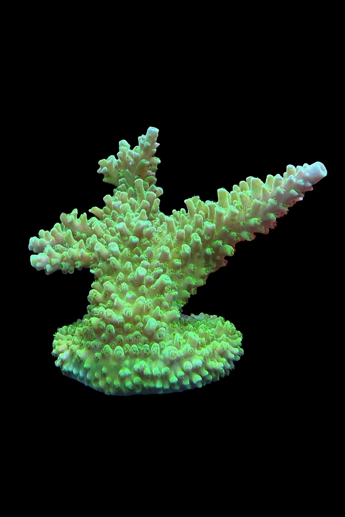 (RSCF) Green Slimer Acropora yongei Coral WYSIWYG