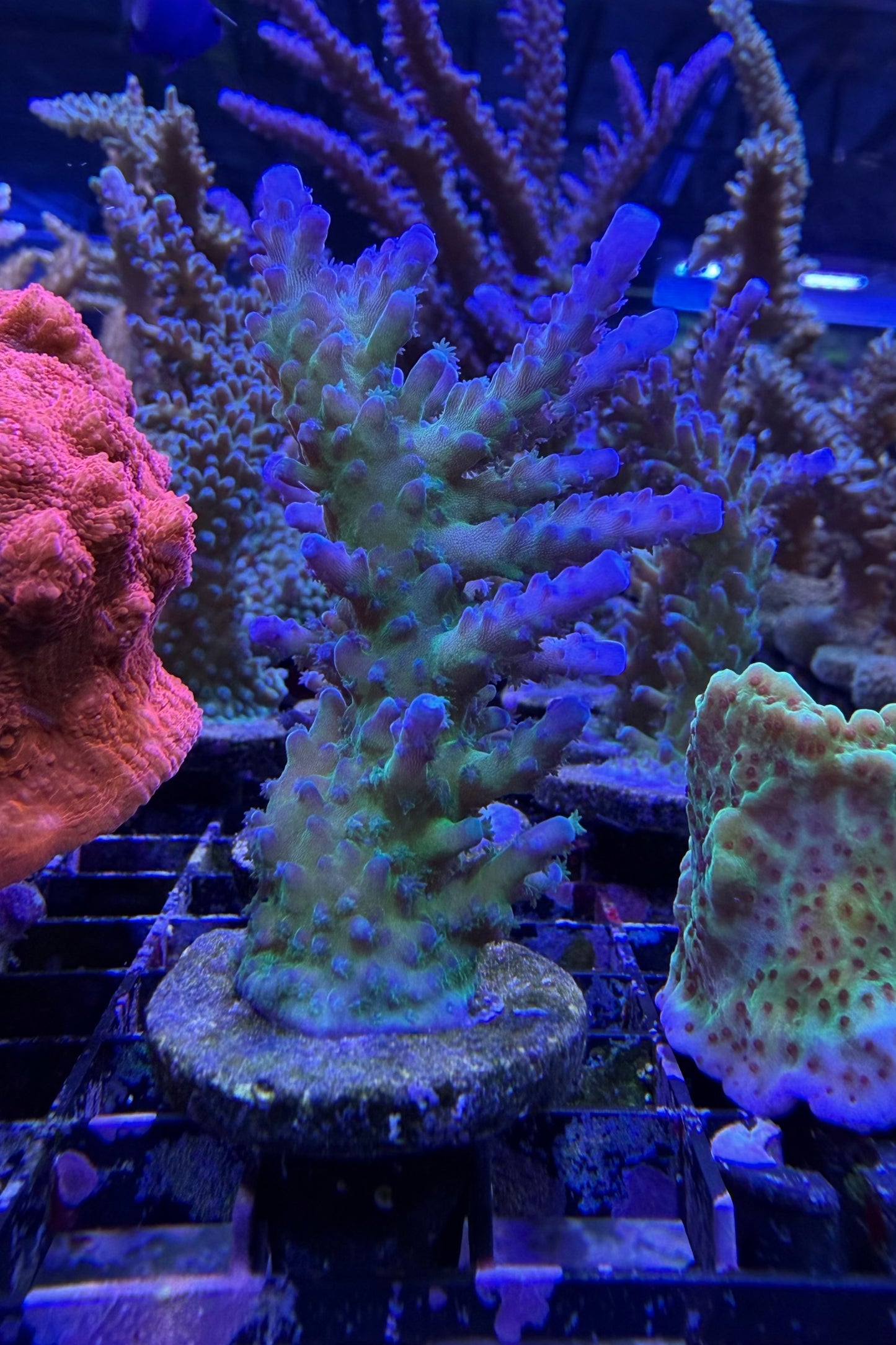 (RSCF) Blue Tort Acropora Coral WYSIWYG