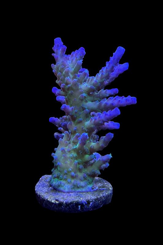(RSCF) Blue Tort Acropora Coral WYSIWYG
