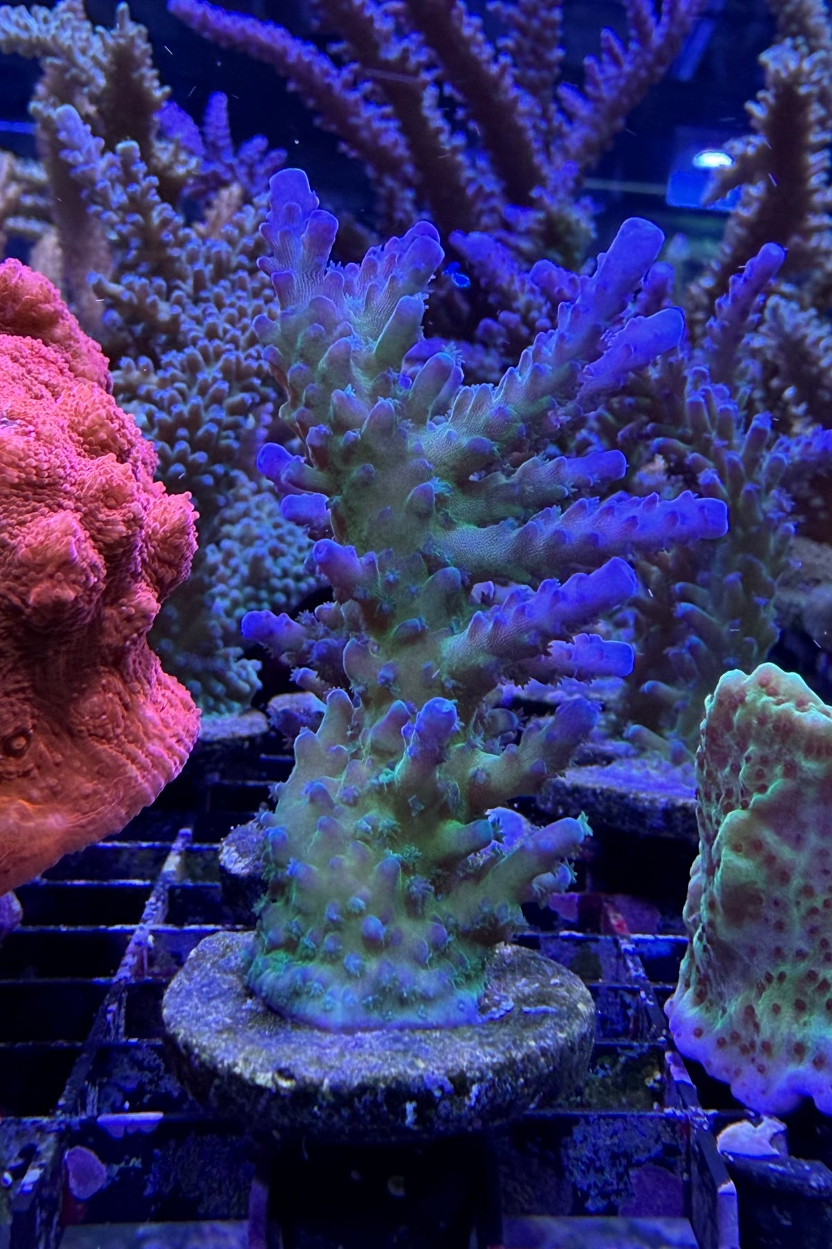 (RSCF) Blue Tort Acropora Coral WYSIWYG