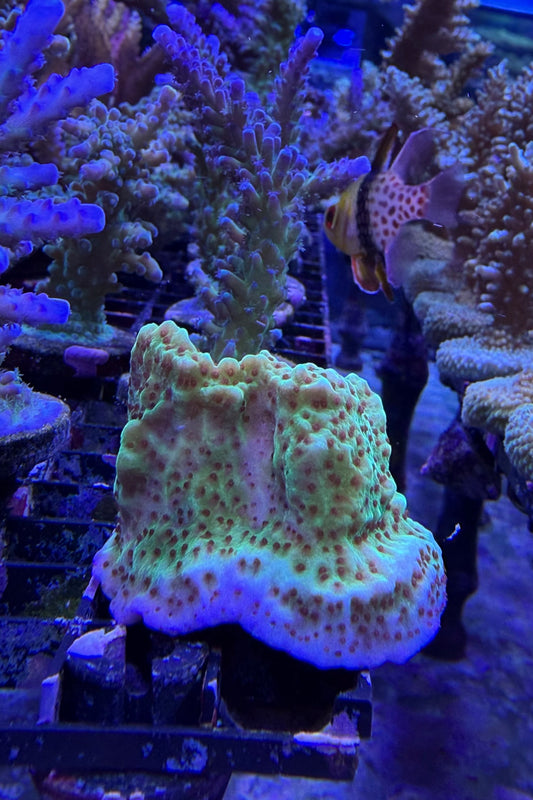 (RSCF) Jedi Mind Trick Montipora Coral WYSIWYG