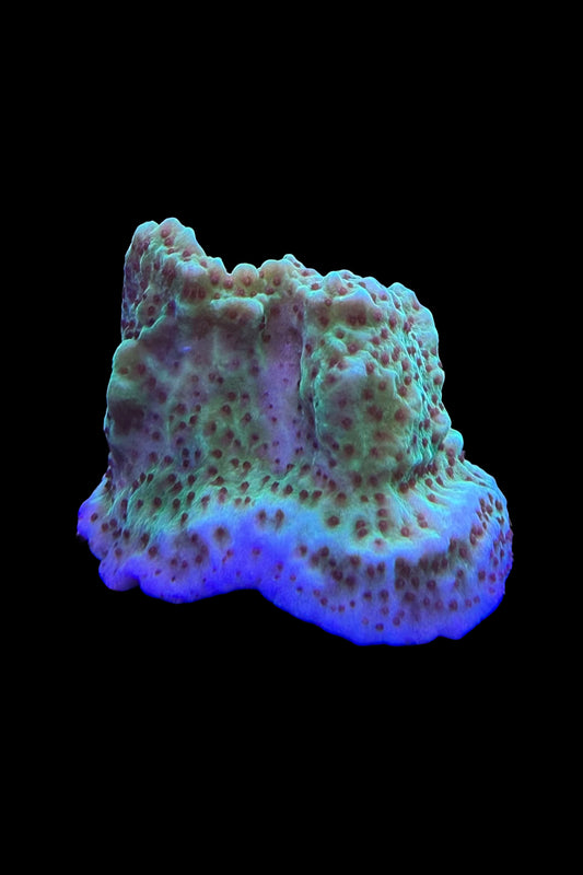 (RSCF) Jedi Mind Trick Montipora Coral WYSIWYG