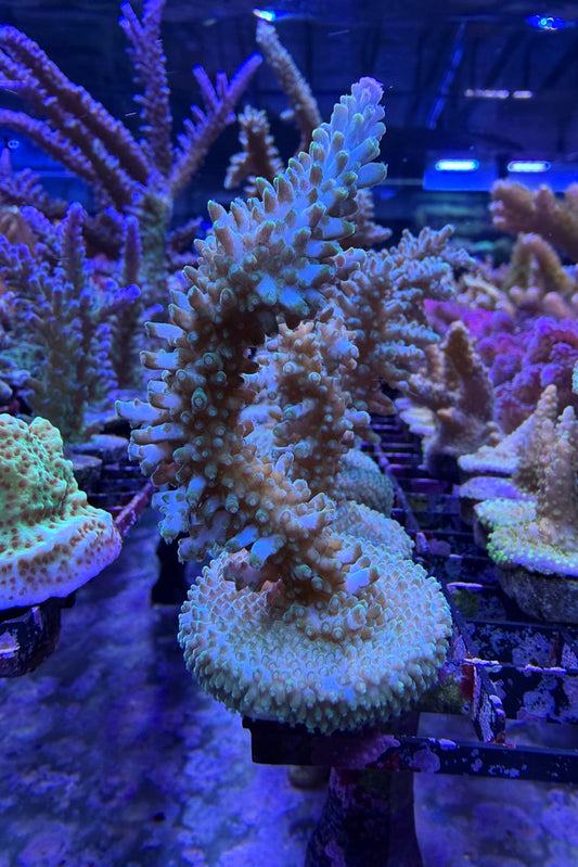 (RSCF) Aquatip Staghorn Acropora Coral WYSIWYG