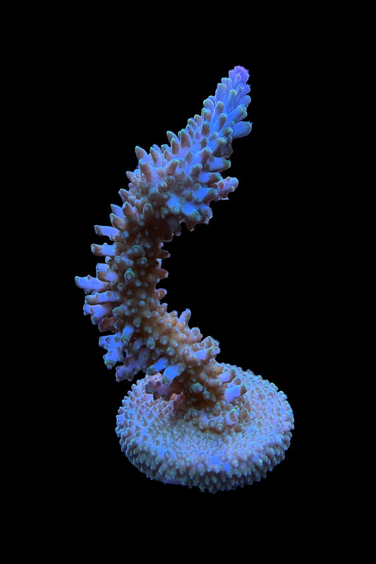 (RSCF) Aquatip Staghorn Acropora Coral WYSIWYG
