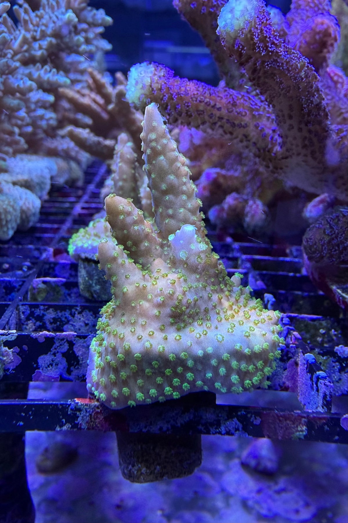 (RSCF) Gold with Green Polyps Acropora Coral WYSIWYG