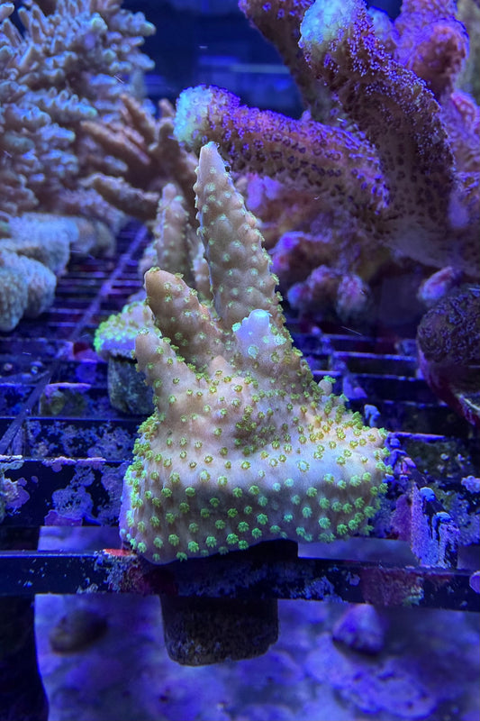 (RSCF) Gold with Green Polyps Acropora Coral WYSIWYG