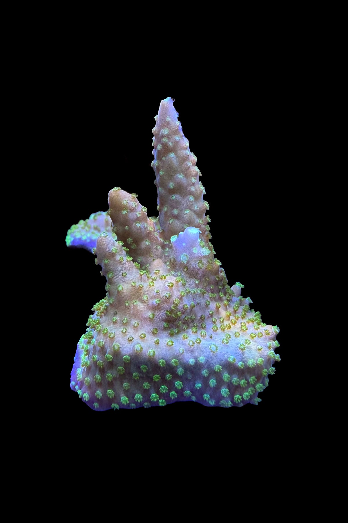 (RSCF) Gold with Green Polyps Acropora Coral WYSIWYG