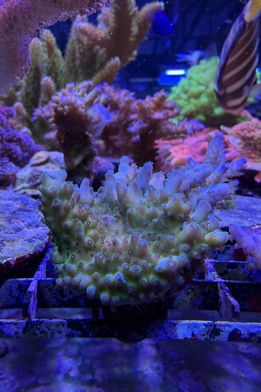 Mystic Multicolor Acropora Coral WYSIWYG
