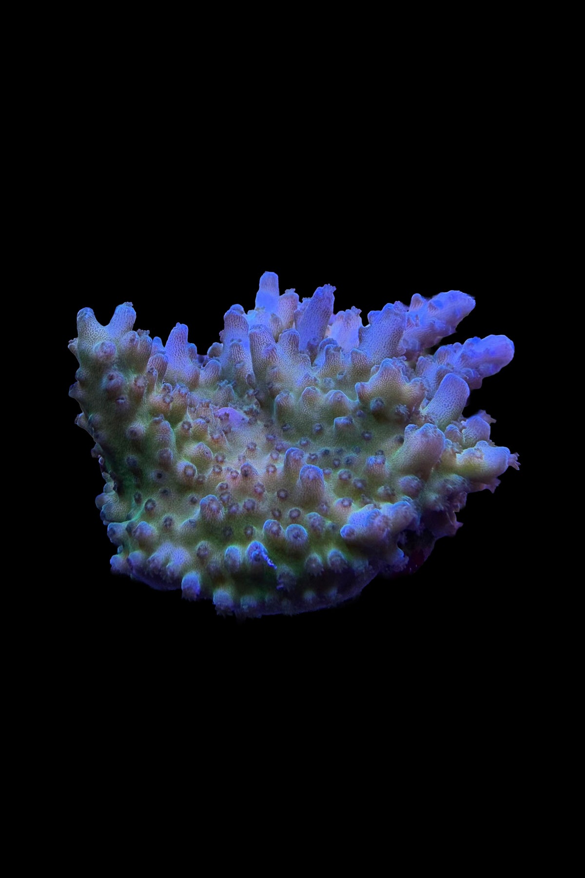 Mystic Multicolor Acropora Coral WYSIWYG