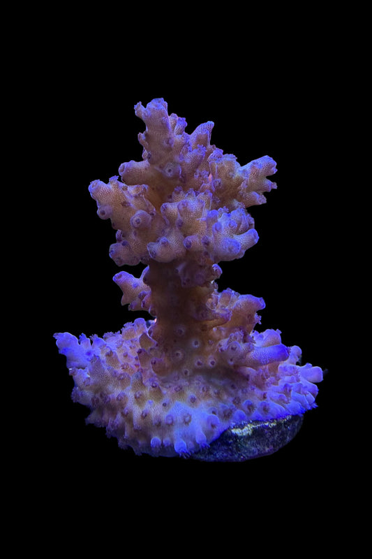 Tricolor Valida Acropora Coral WYSIWYG