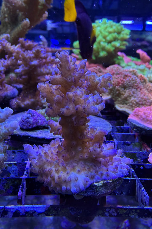 Tricolor Valida Acropora Coral WYSIWYG
