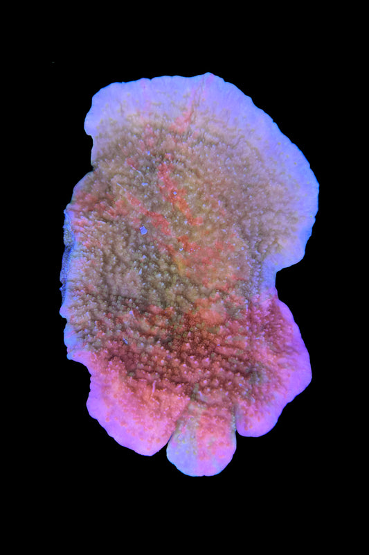 (RSCF) Grafted Montipora Cap Coral WYSIWYG (Mini colony)