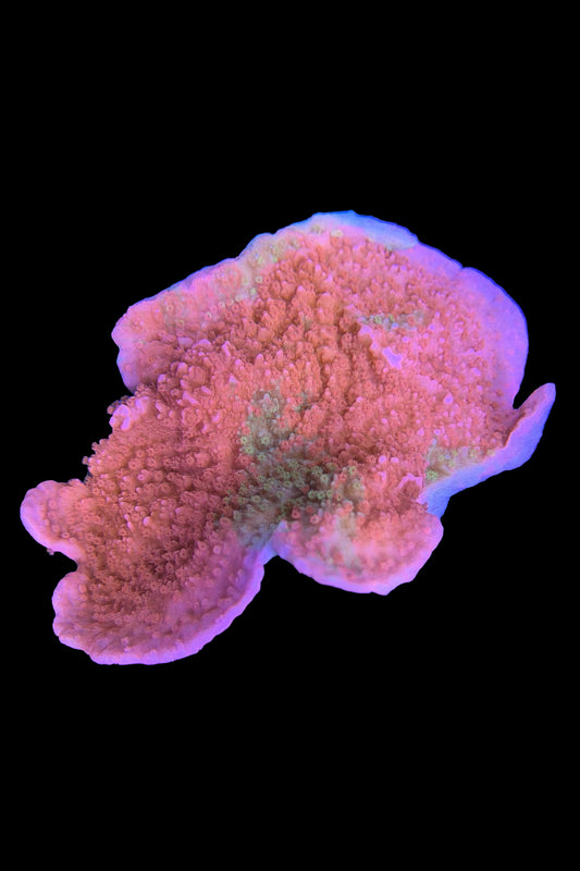 Grafted Montipora Cap Coral WYSIWYG