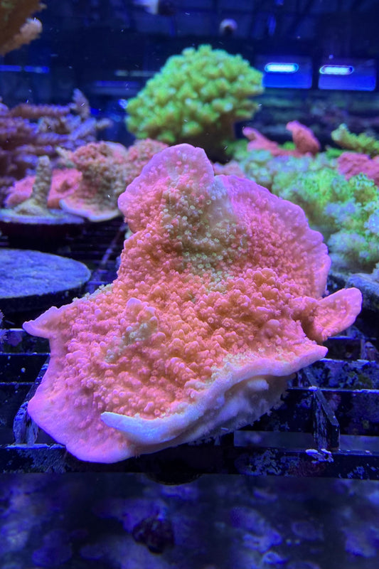 Grafted Montipora Cap Coral WYSIWYG