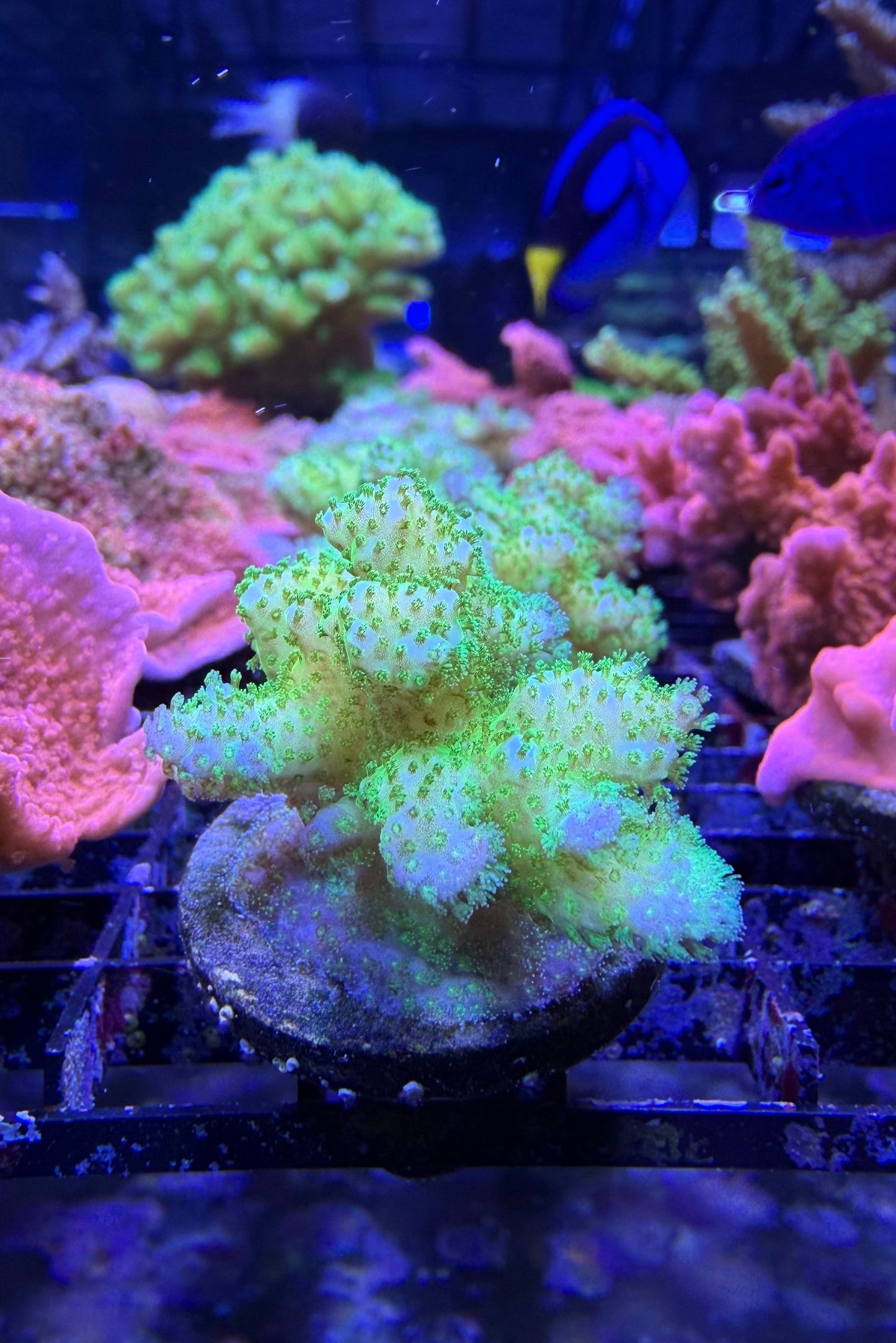 (RSCF) Neon Green Pocillopora Coral WYSIWYG