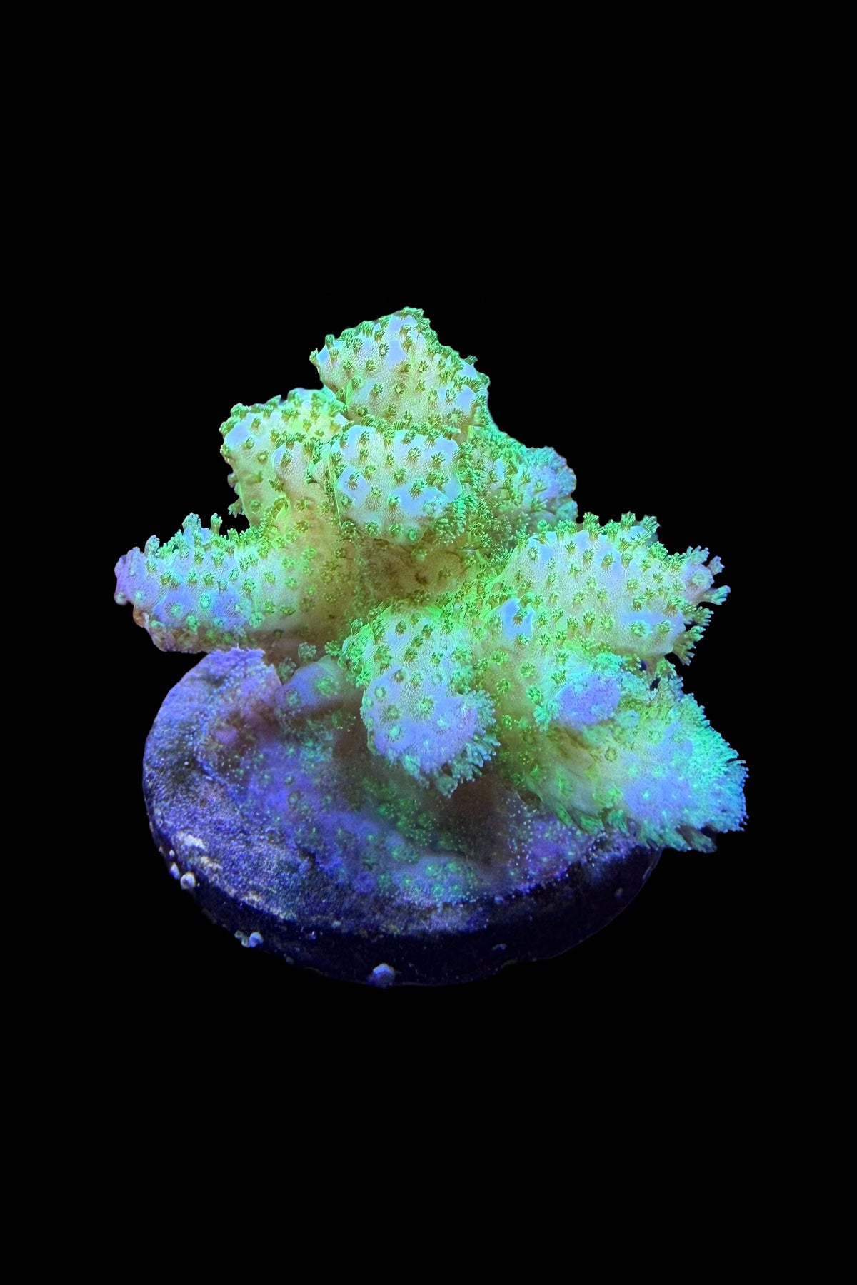 (RSCF) Neon Green Pocillopora Coral WYSIWYG