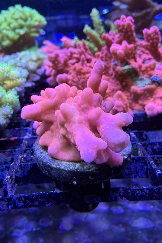 (RSCF) Montipora setosa Coral WYSIWYG