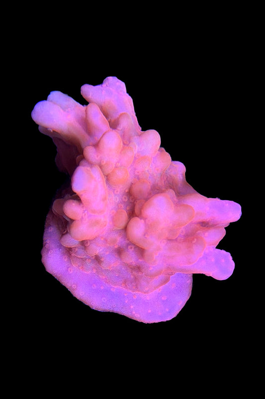 (RSCF) Montipora setosa Coral WYSIWYG