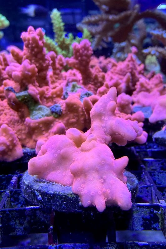 (RSCF) Montipora setosa Coral WYSIWYG