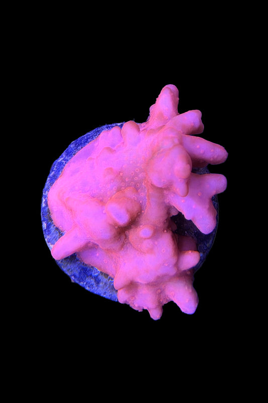 (RSCF) Montipora setosa Coral WYSIWYG