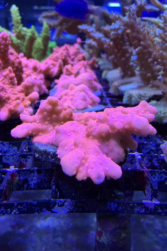 (RSCF) Montipora setosa Coral WYSIWYG