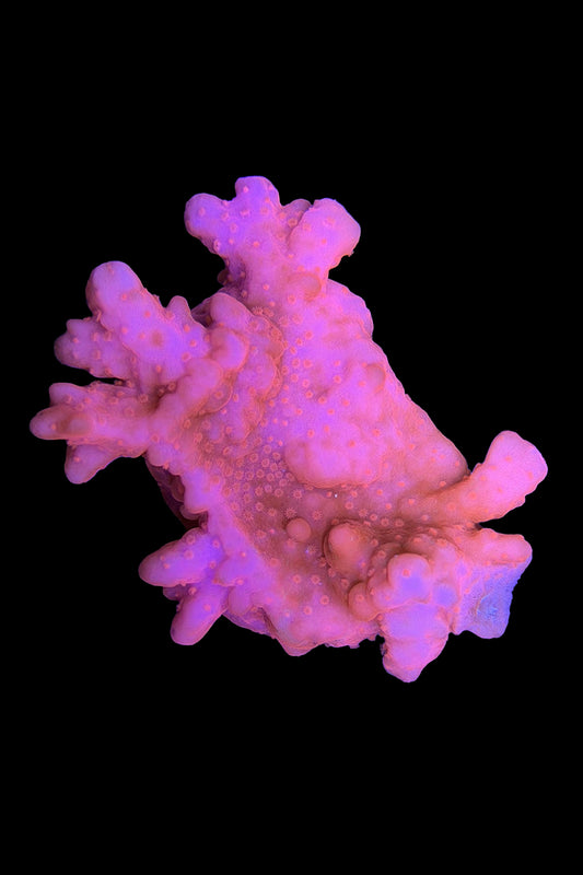 (RSCF) Montipora setosa Coral WYSIWYG