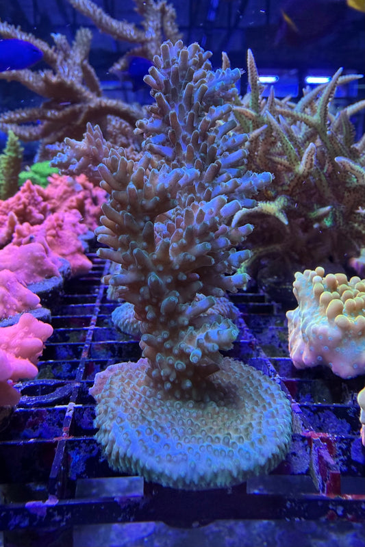 (RSCF) Aquatip Staghorn Acropora Coral WYSIWYG