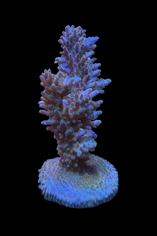 (RSCF) Aquatip Staghorn Acropora Coral WYSIWYG